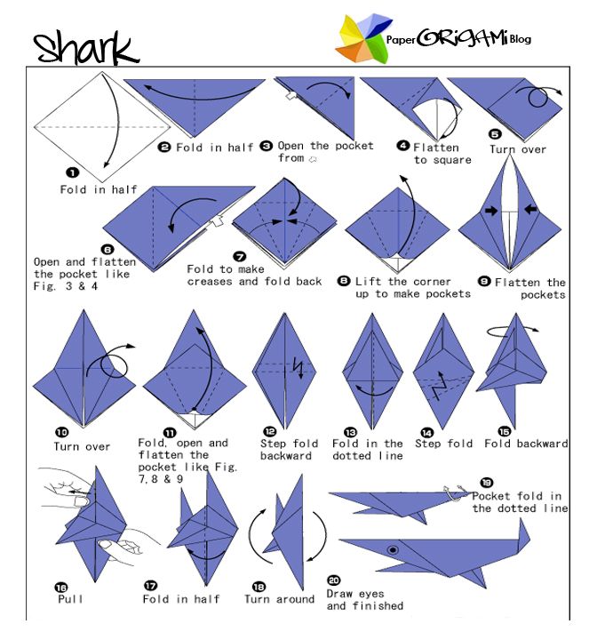 shark.jpg