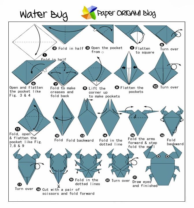 waterbug.jpg